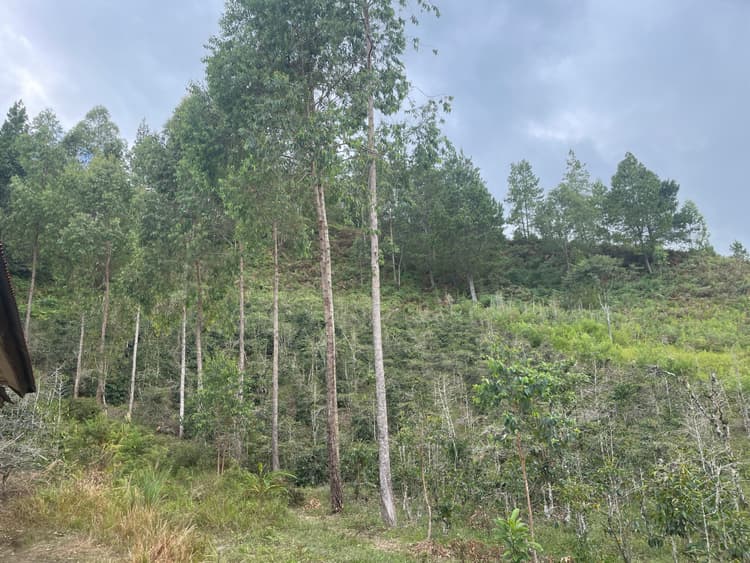Toraja Coffee Farm 5
