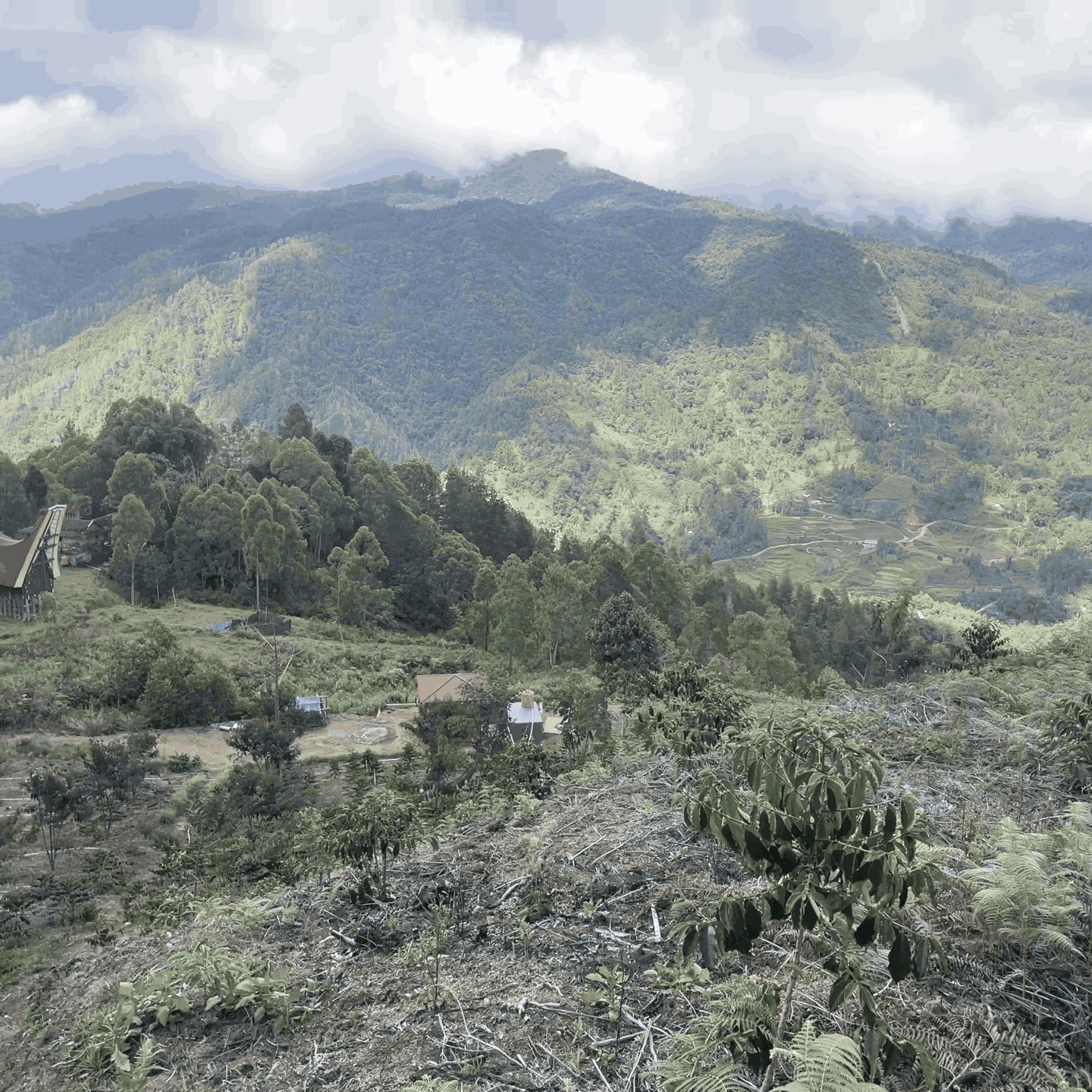 Toraja Coffee Farm 6
